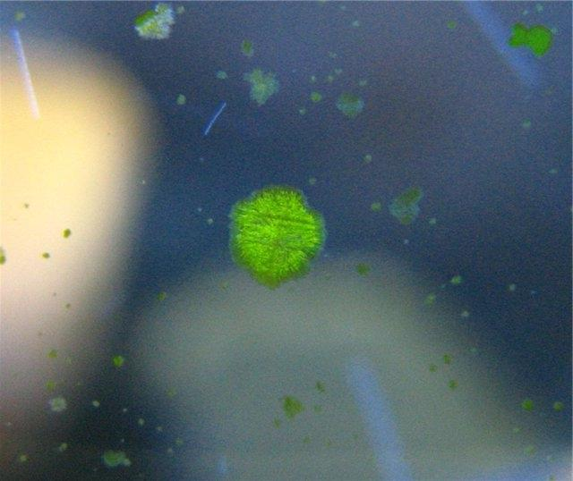 Водоросли на стеклах. Водоросль Ксенококус. Зелёный налёт на стенках аквариума. Зелёные водоросли на стенках аквариума. GDA водоросли.